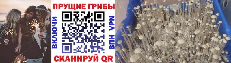 купить наркотик  площадка клад  Галлюциногенные грибы Psilocybe  Бузулук 