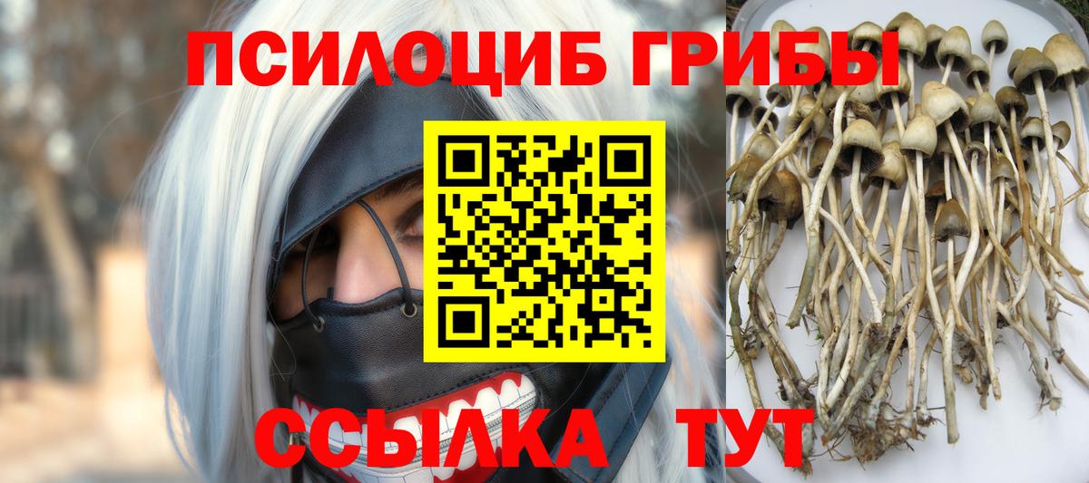 Галлюциногенные грибы Psilocybine cubensis Бузулук